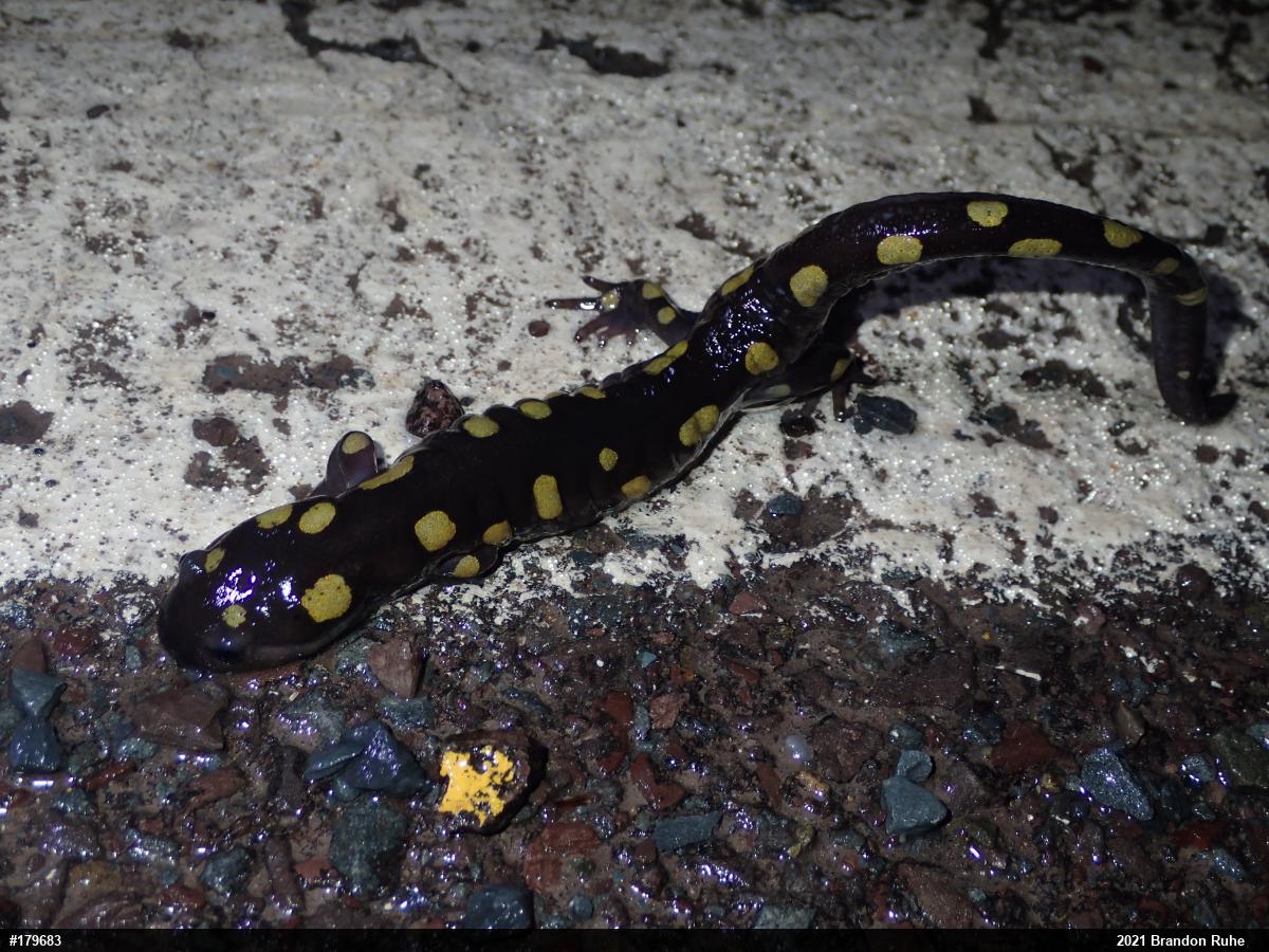 Spotted Salamander