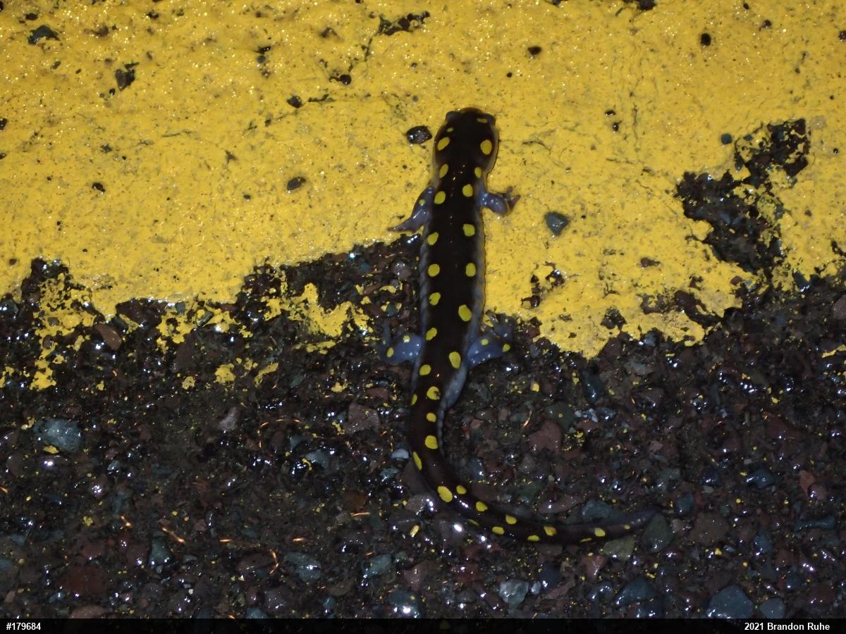 Spotted Salamander