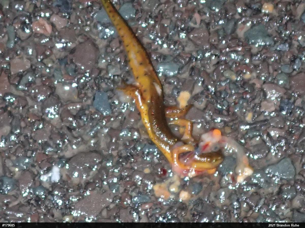 Red-spotted Newt