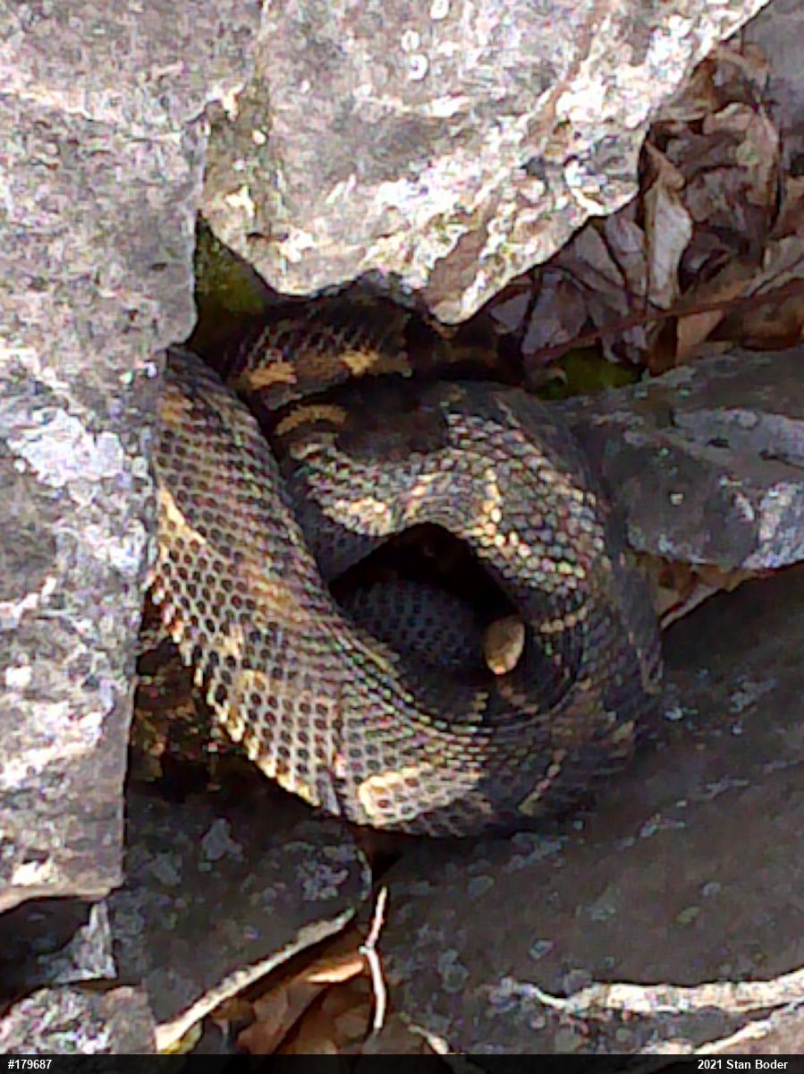 Timber Rattlesnake