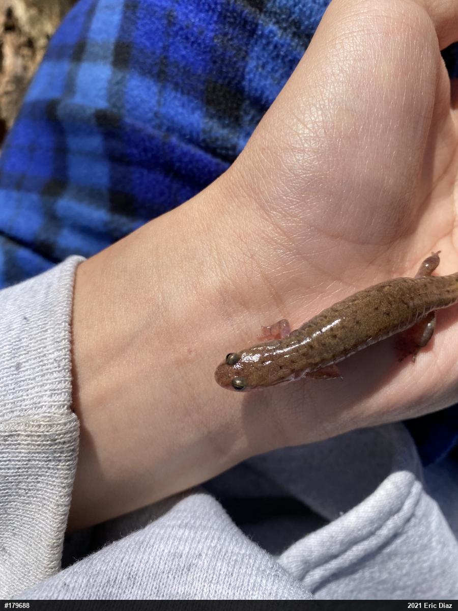 Northern Dusky Salamander