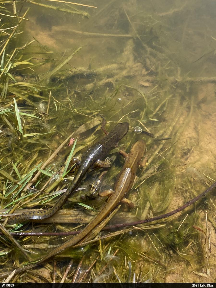 Red-spotted Newt