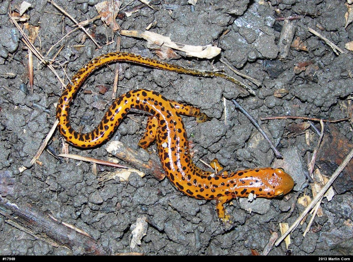 Eastern Long-tailed Salamander