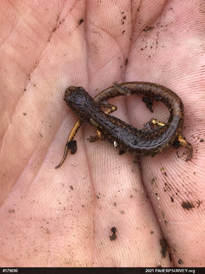 Four-toed Salamander
