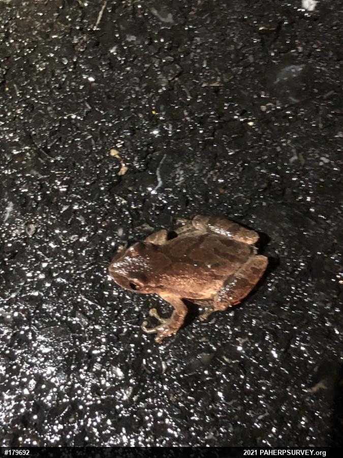 Spring Peeper