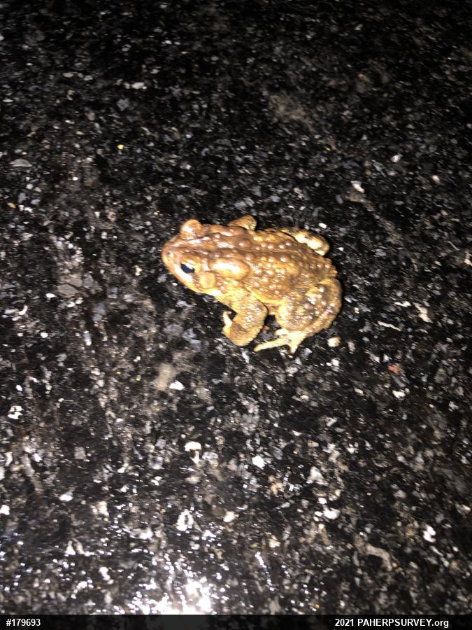 Eastern American Toad