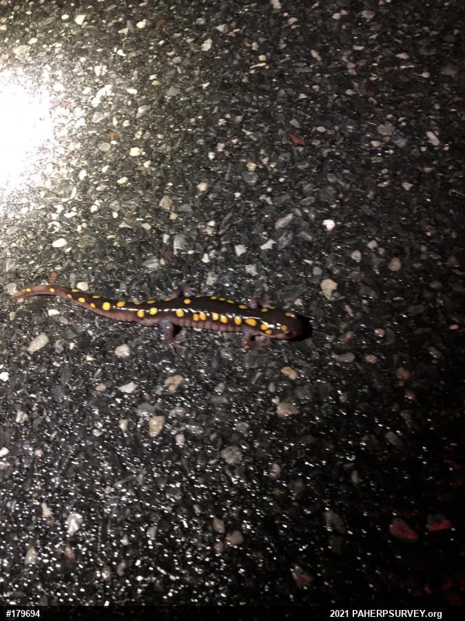 Spotted Salamander