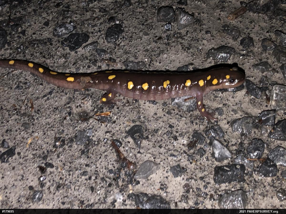 Spotted Salamander