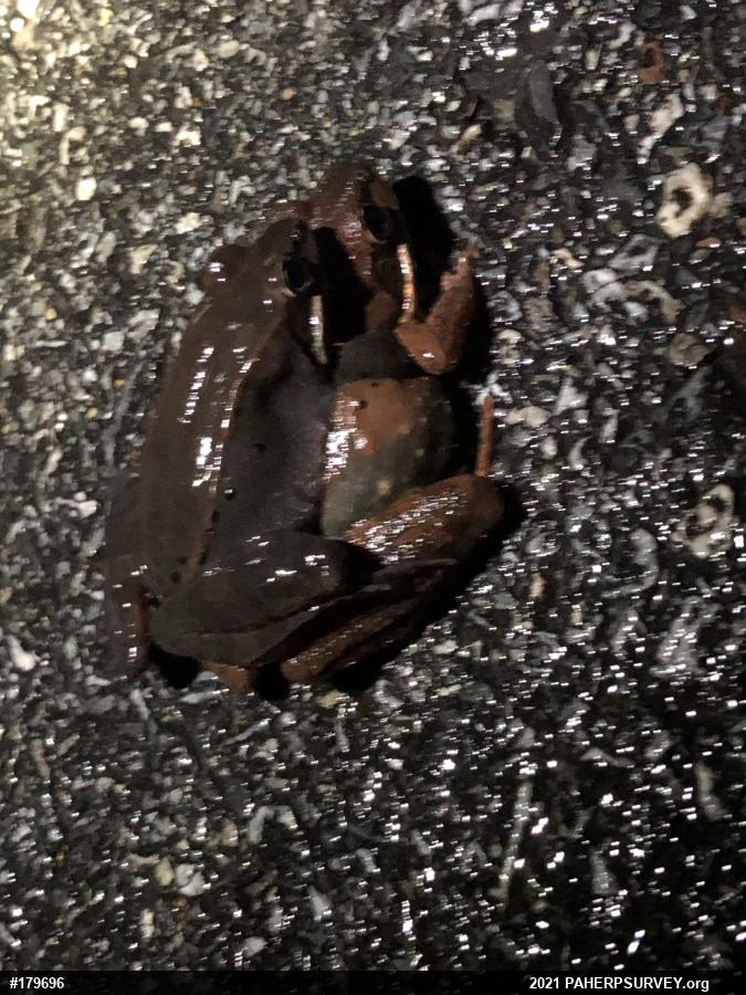 Wood Frog