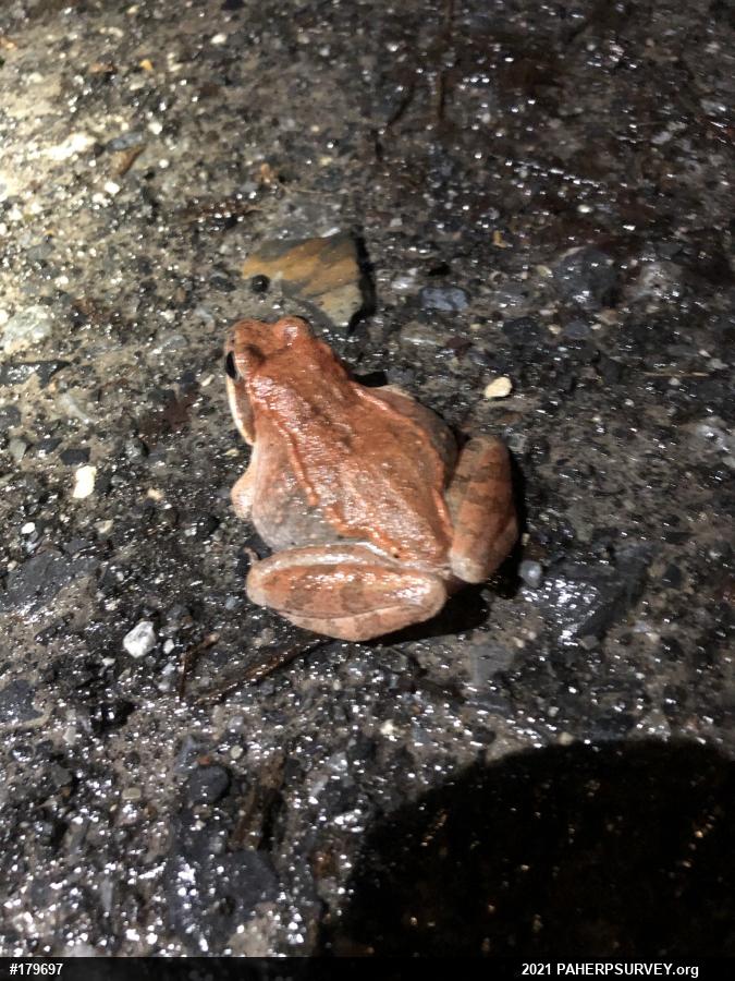 Wood Frog