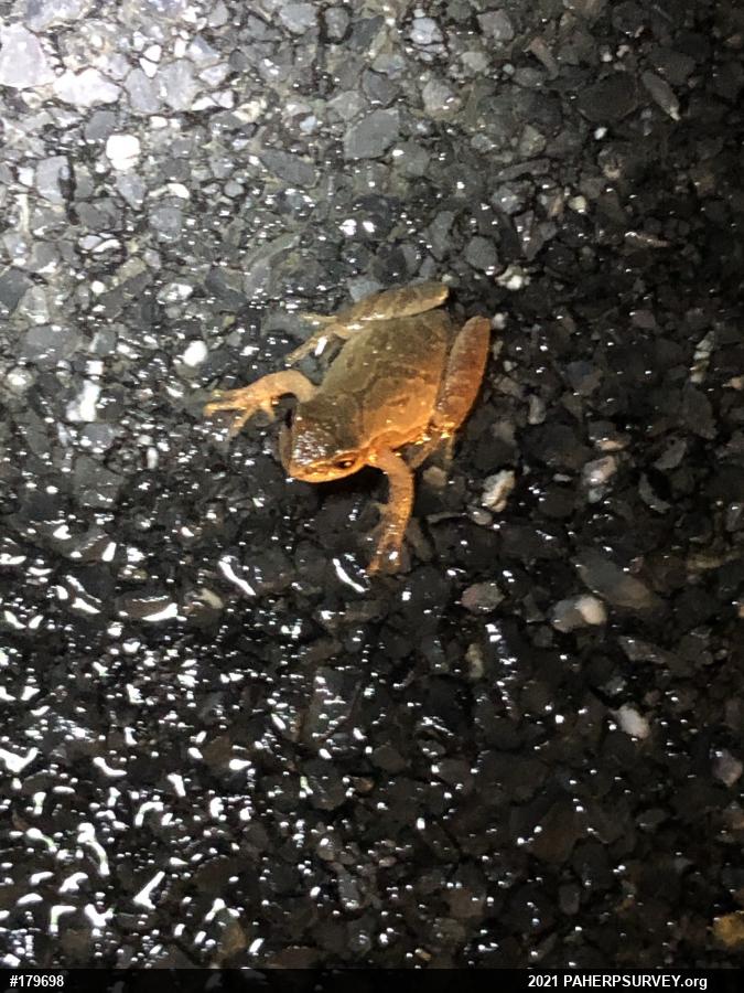 Spring Peeper