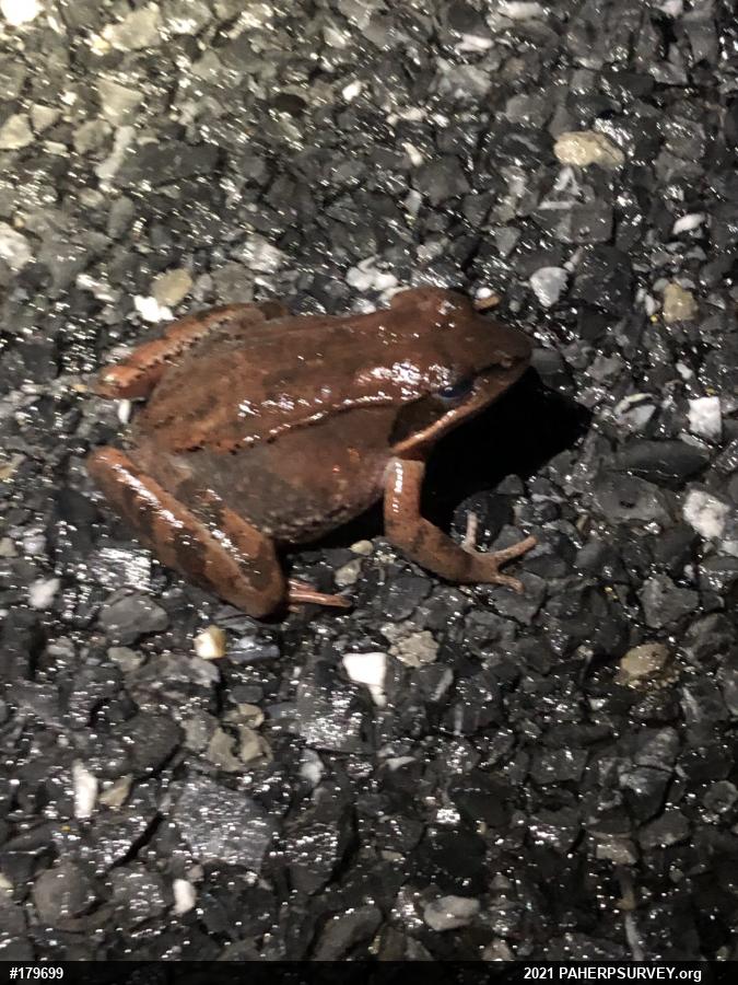 Wood Frog