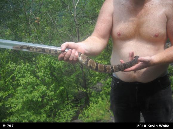 Timber Rattlesnake