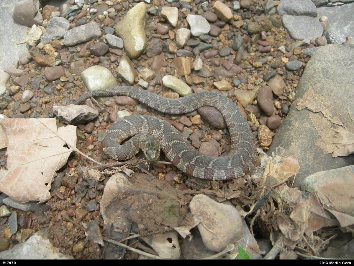 Northern Watersnake