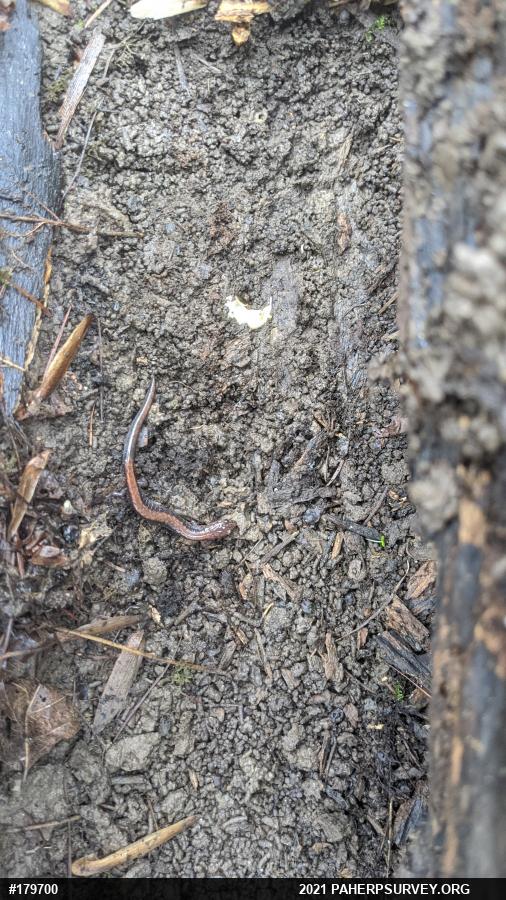 Eastern Red-backed  Salamander