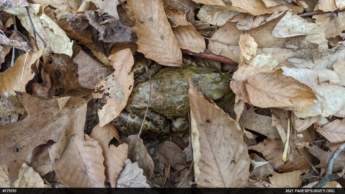 American Bullfrog