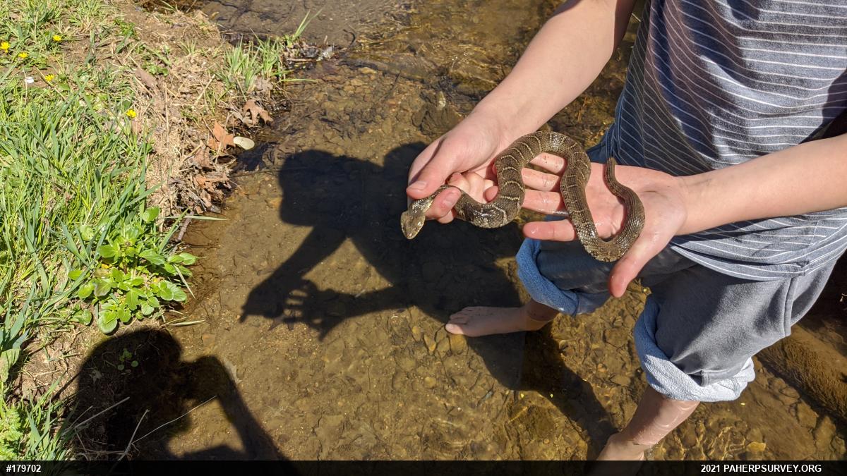 Northern Watersnake