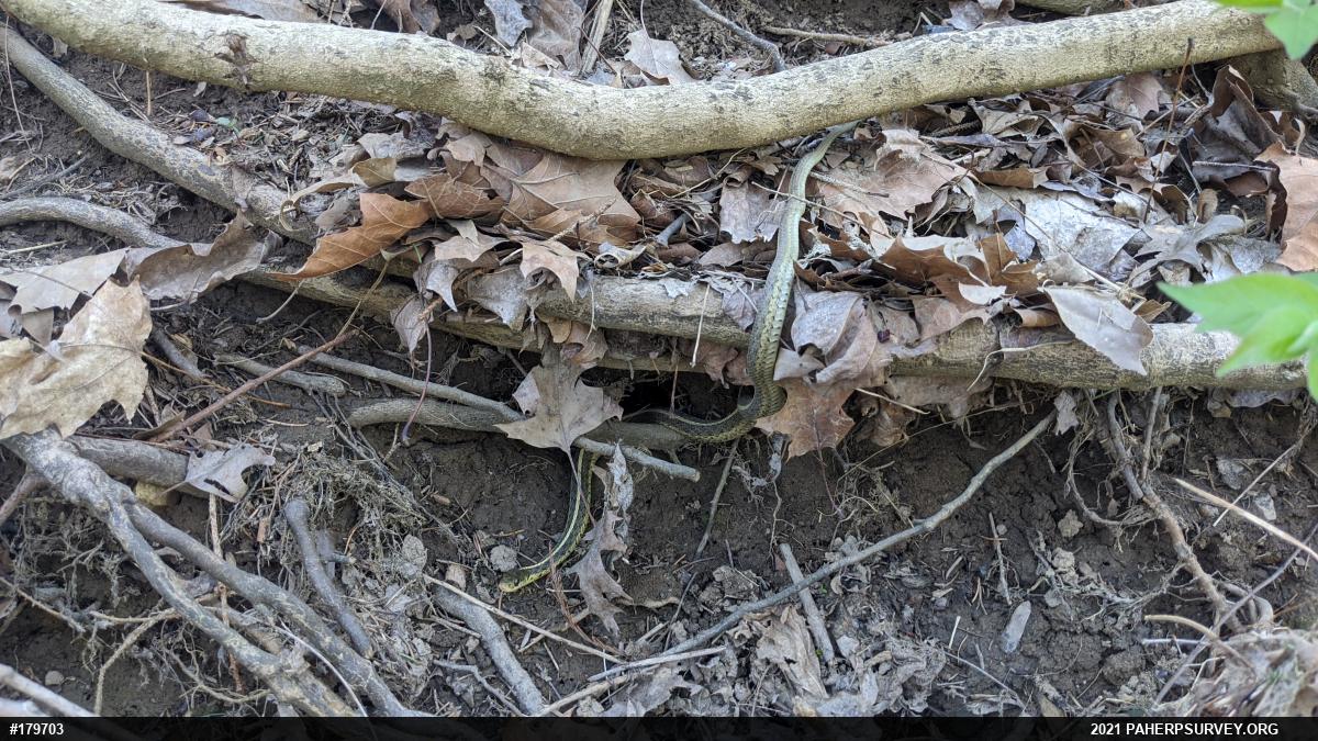 Eastern Gartersnake