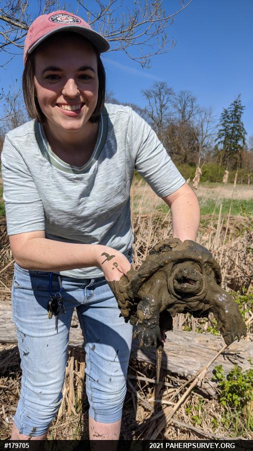 Snapping Turtle