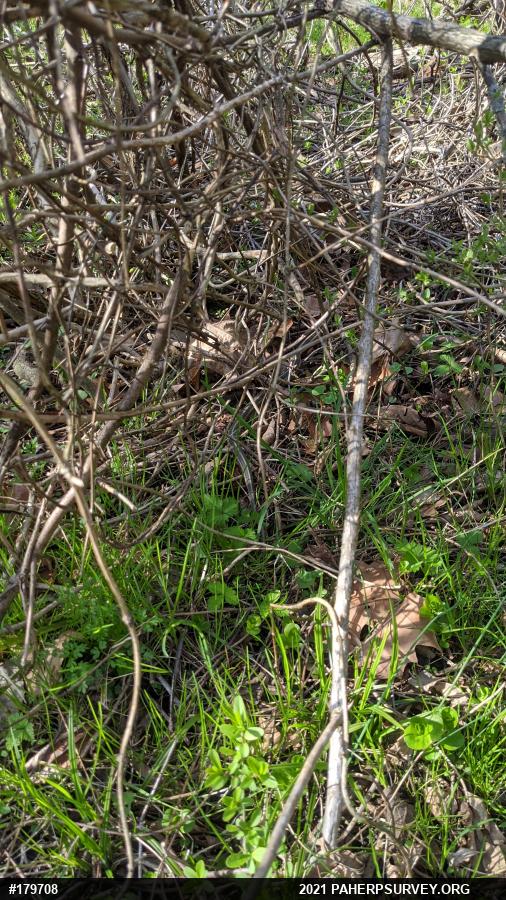 Eastern Gartersnake