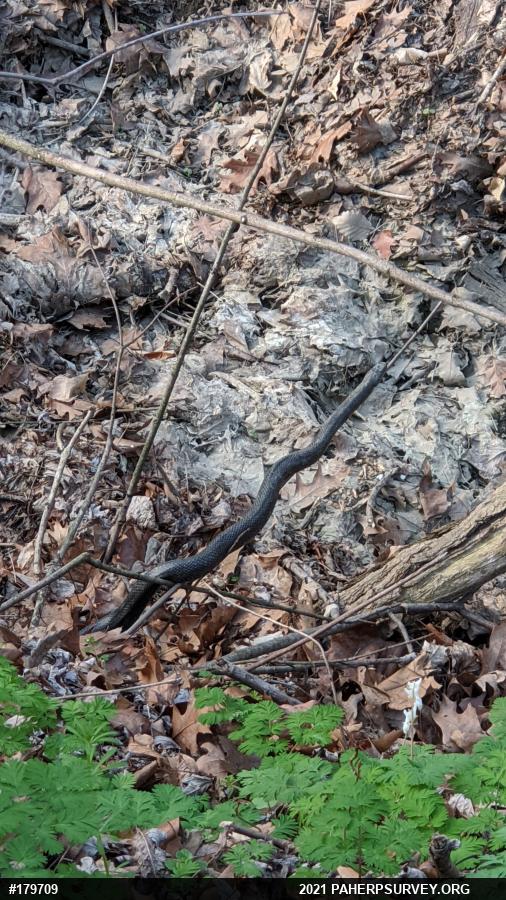 Eastern Ratsnake