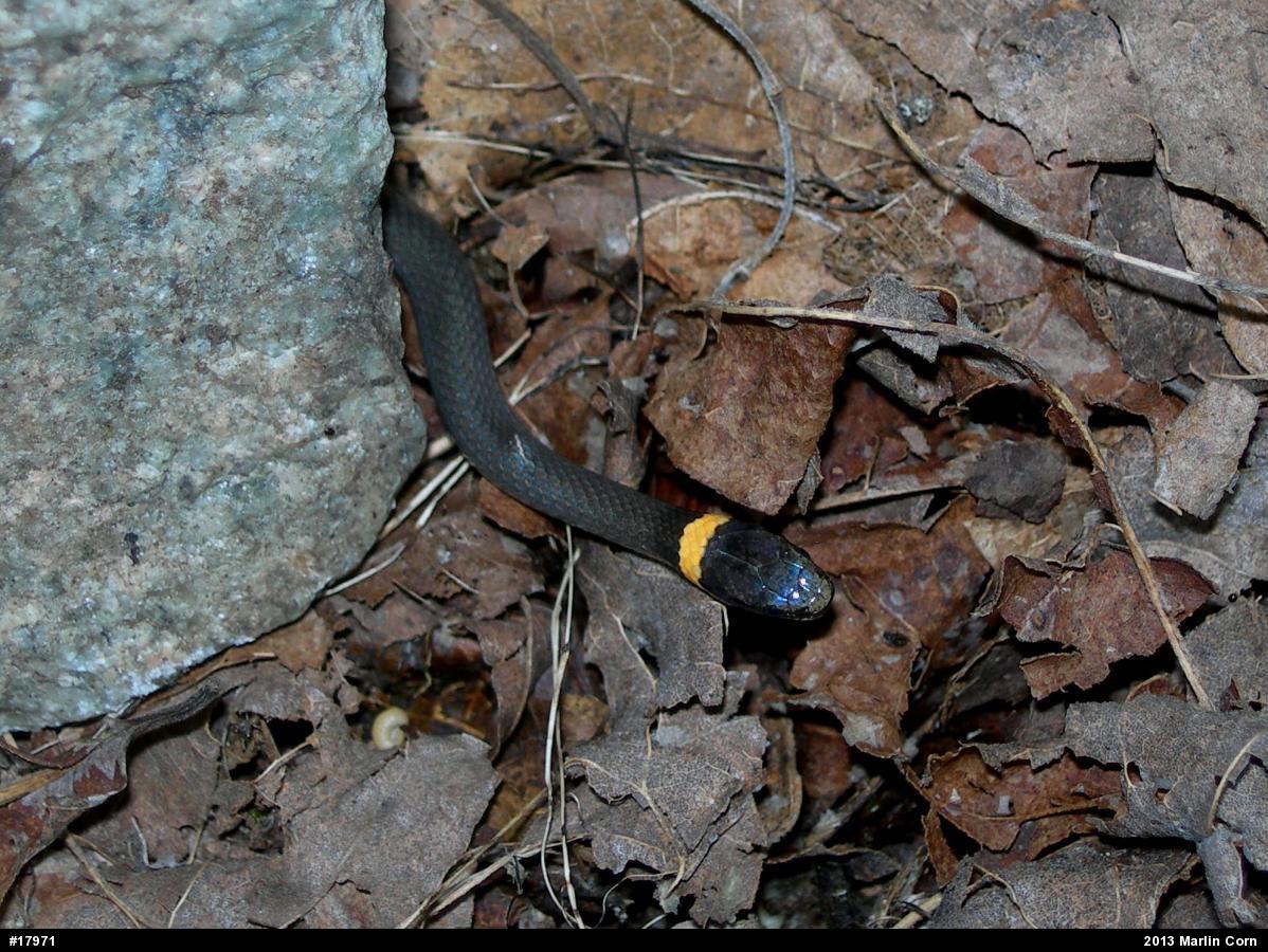 Northern Ring-necked Snake