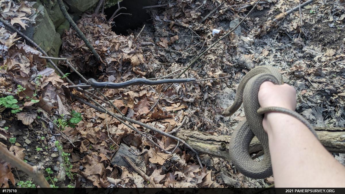 Northern Watersnake