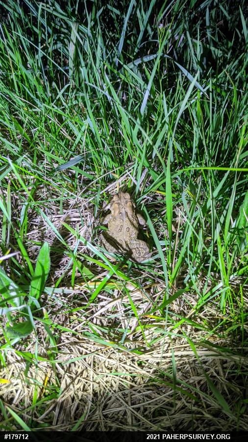 Eastern American Toad