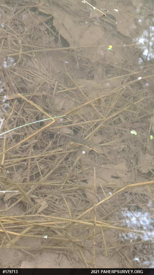 Red-spotted Newt