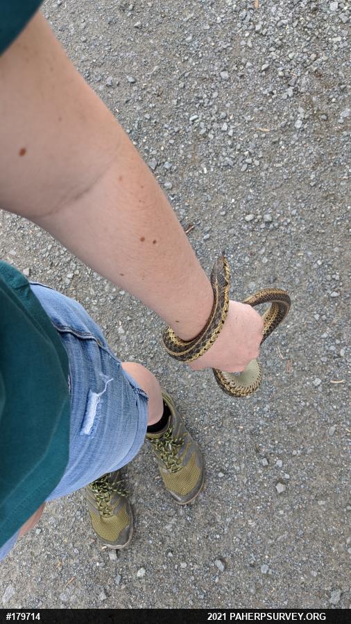 Eastern Gartersnake