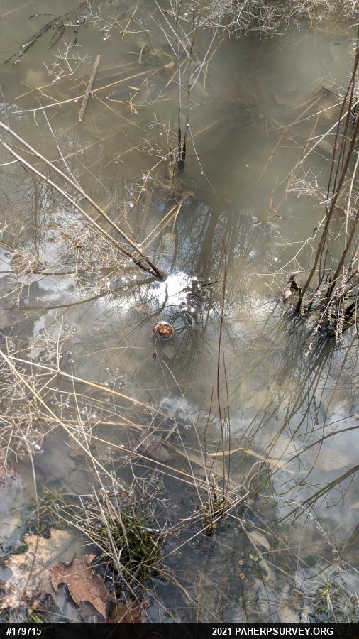 Eastern American Toad