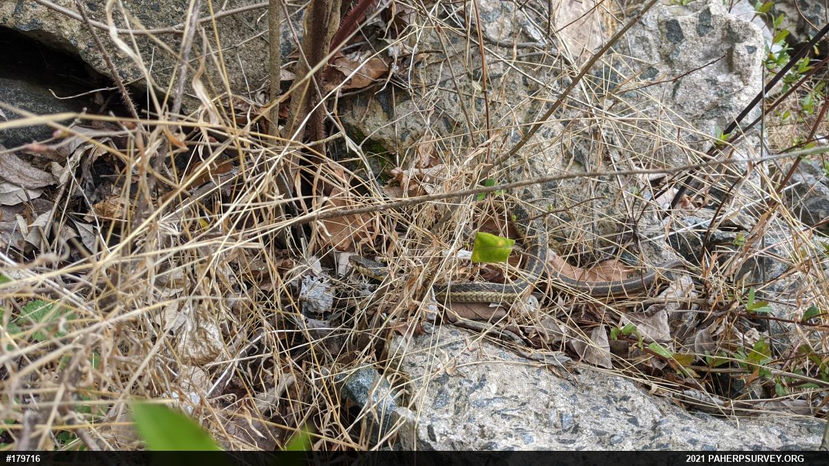 Eastern Gartersnake