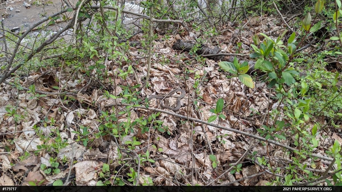 Northern Watersnake