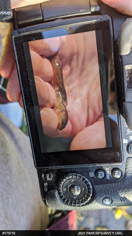 Northern Red Salamander