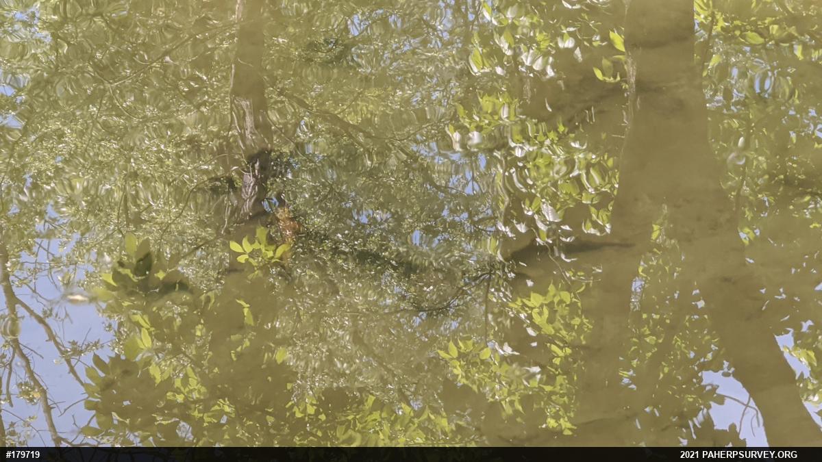 Wood Turtle