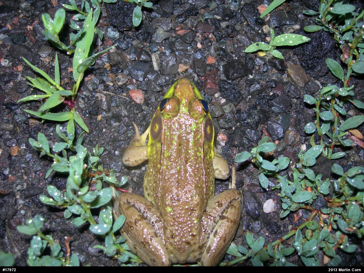 Green Frog