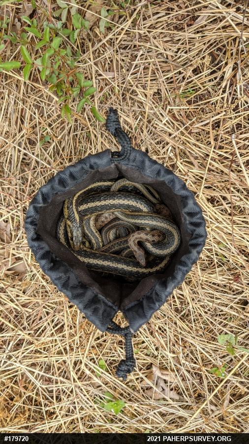 Eastern Gartersnake