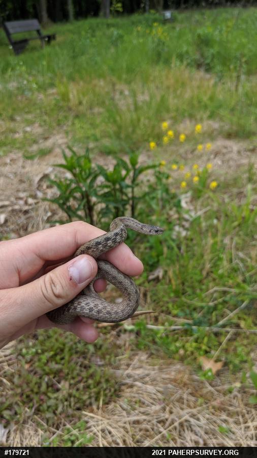 Dekay's Brownsnake
