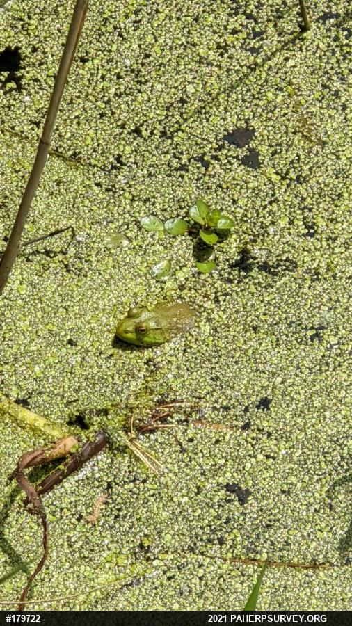 American Bullfrog