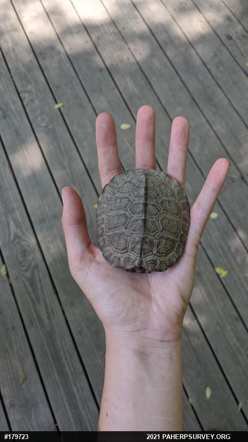 Wood Turtle