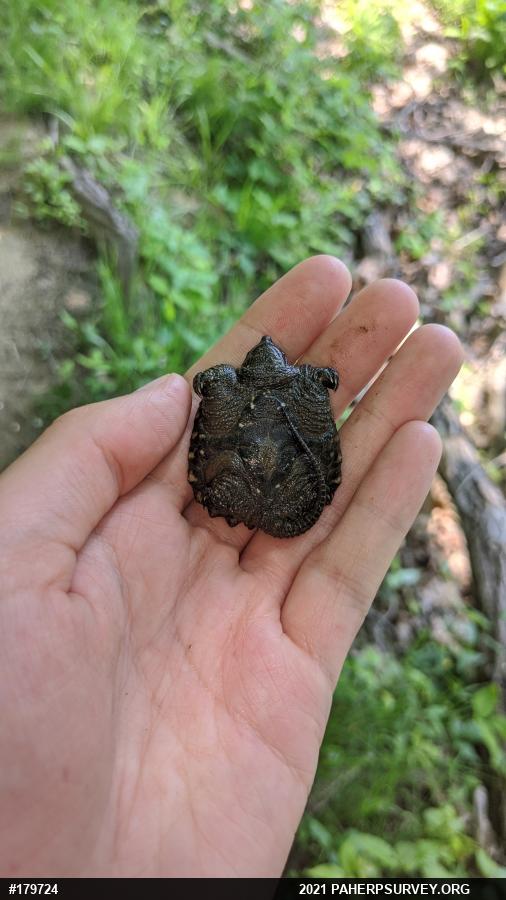 Snapping Turtle