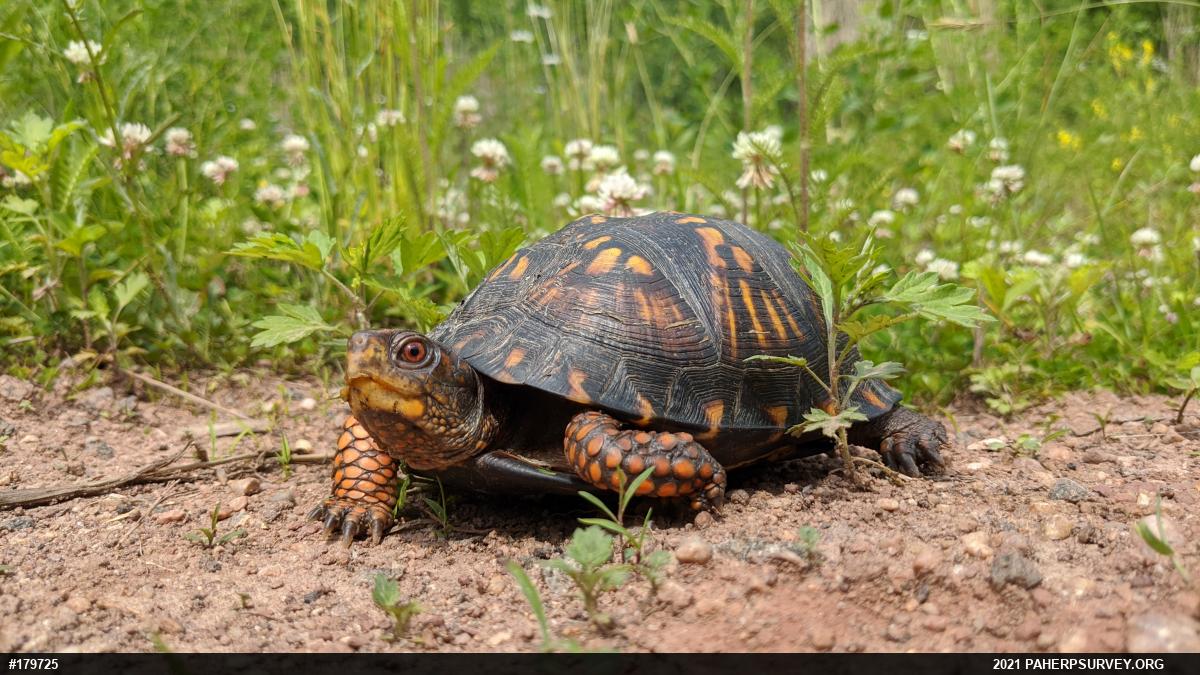 Eastern Box Turtle
