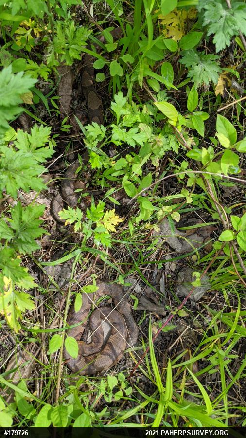 Northern Copperhead