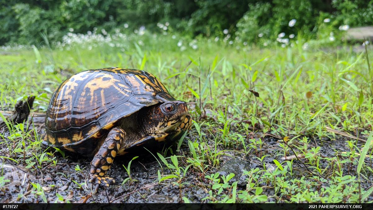Eastern Box Turtle