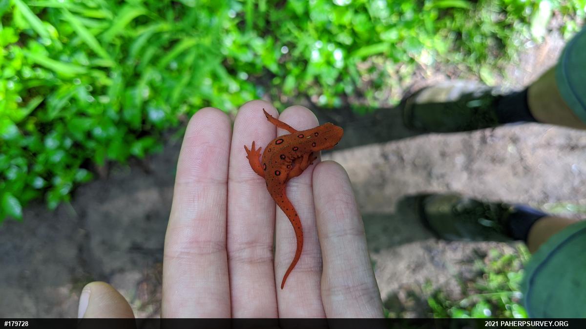 Red-spotted Newt