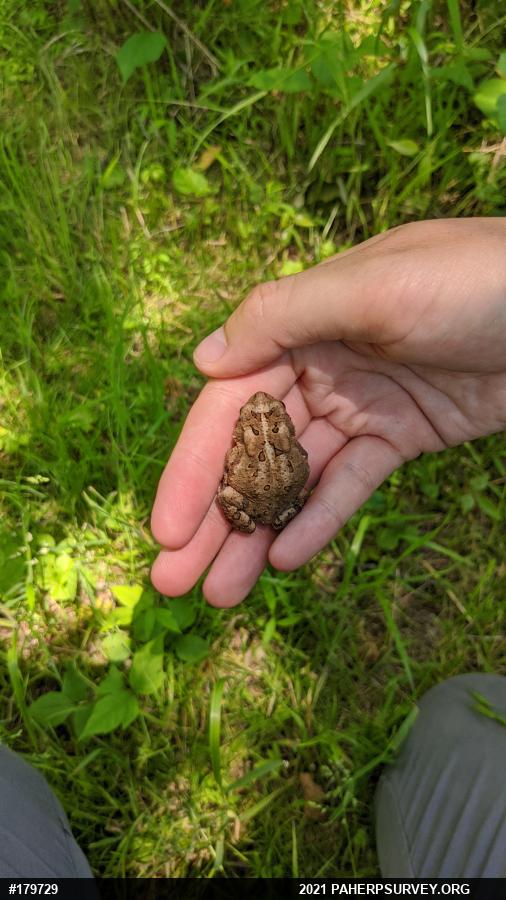 Eastern American Toad
