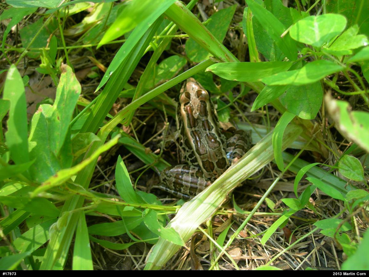 Pickerel Frog