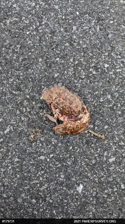 Eastern Box Turtle