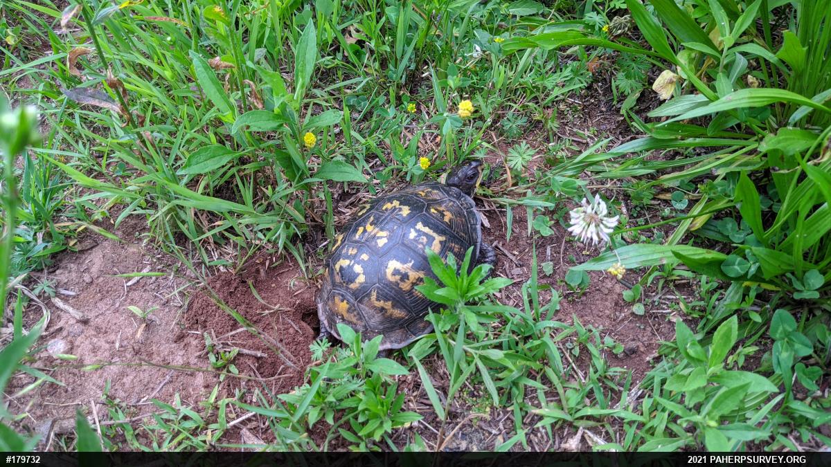 Eastern Box Turtle