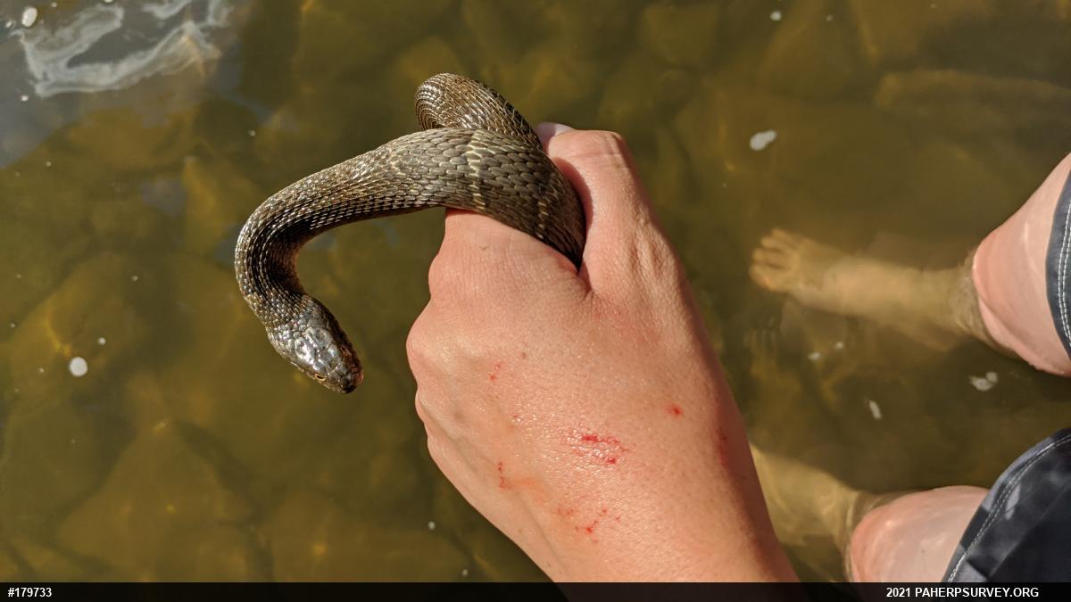 Northern Watersnake